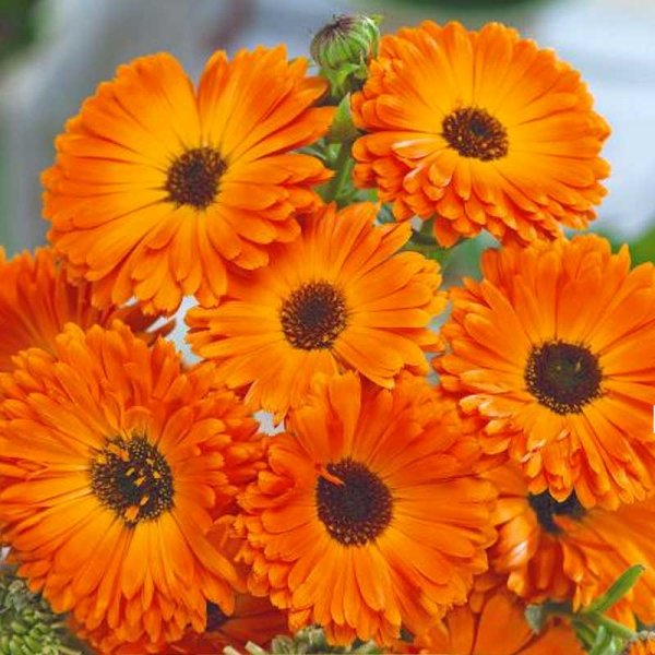 Calendula 'Geisha girl'