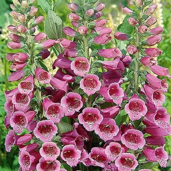 Foxglove 'Foxy'