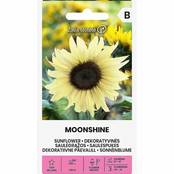 Sunflower 'Moonshine'