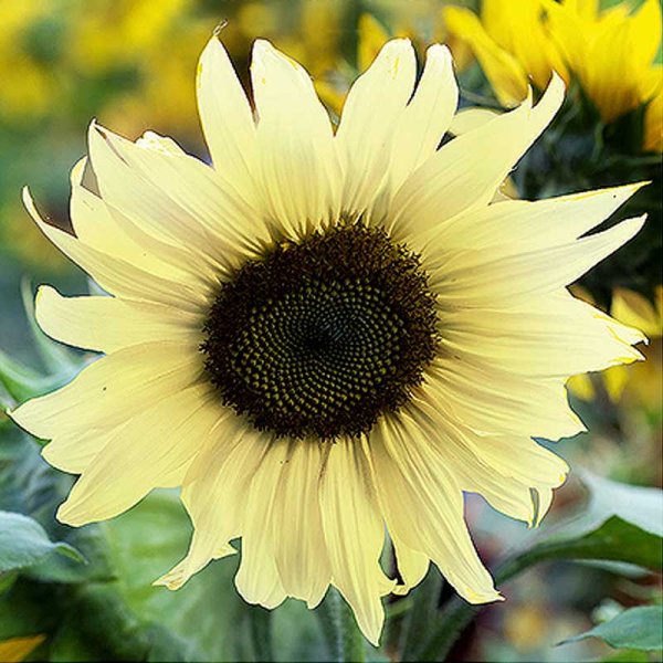 Sunflower 'Moonshine'