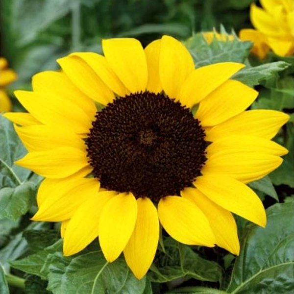 Sunflower 'Bambino'