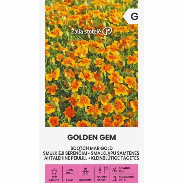 Marigold 'Golden Gem'