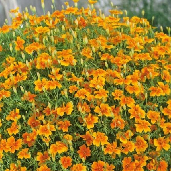 Marigold 'Golden Gem'