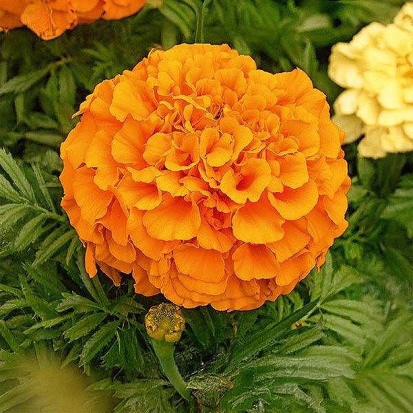 Large Marigold 'Calando orange'