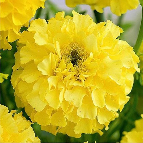 African marigold tagetes 'Calendo lemon'