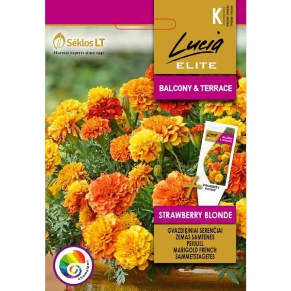 Marigold 'Strawberry blonde'