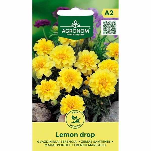 French Marigold 'Lemon Drop'