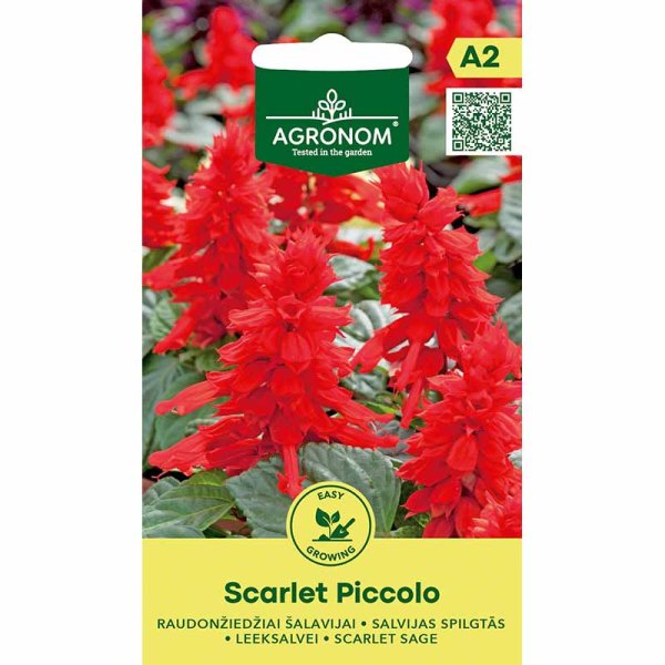 Scarlet Sage 'Scarlet Piccolo'