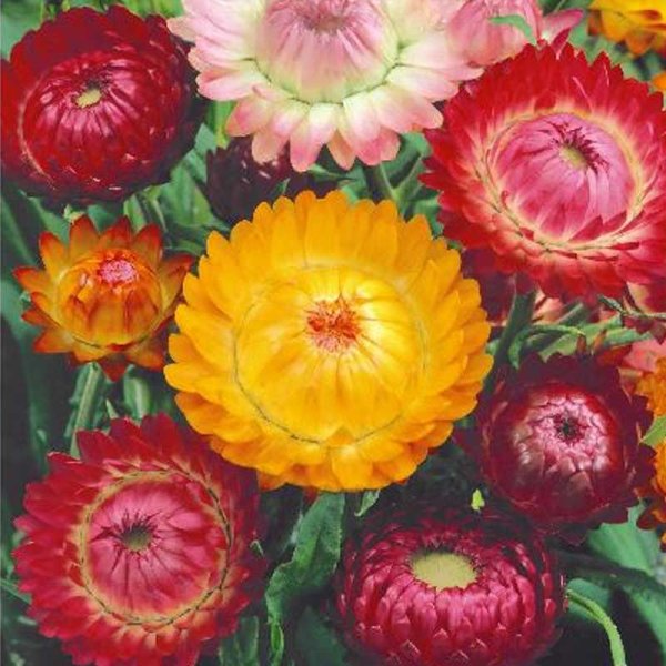 Strawflower 'Tom Thumb'