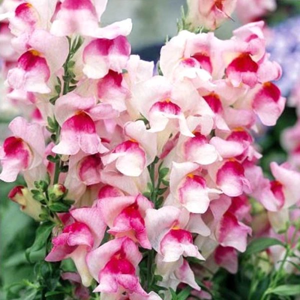 Snapdragon 'Appleblossom'