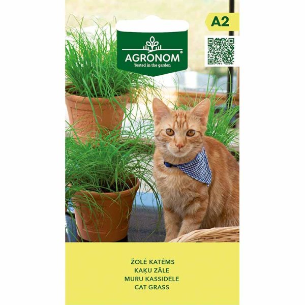 Kattgräs