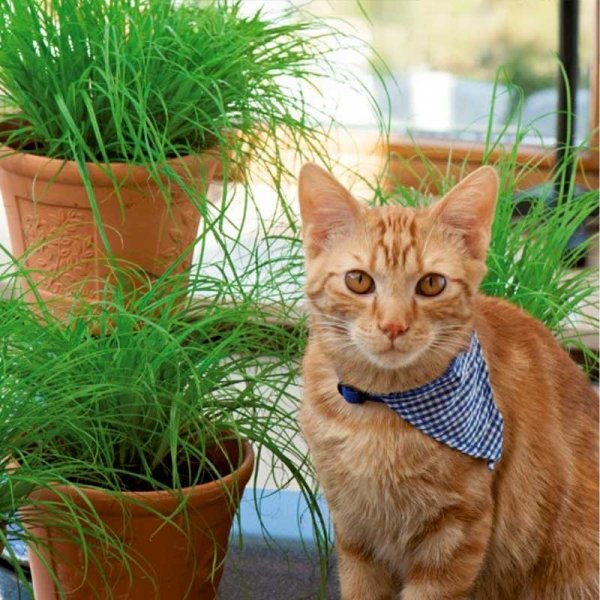 Kattgräs
