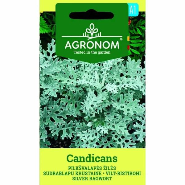 Dusty Miller 'Candicans'