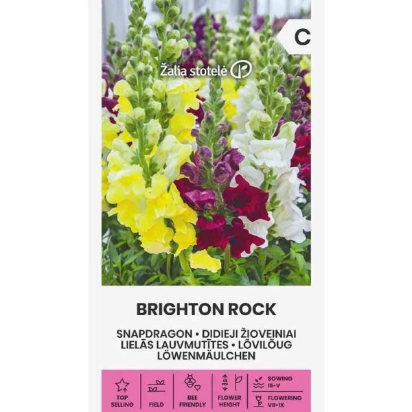 Snapdragon 'Brighton Rock'