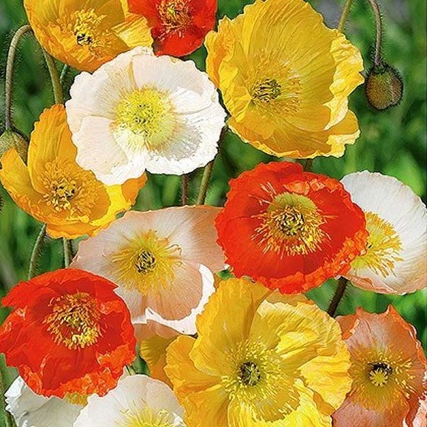 Poppy 'Victory Giant'
