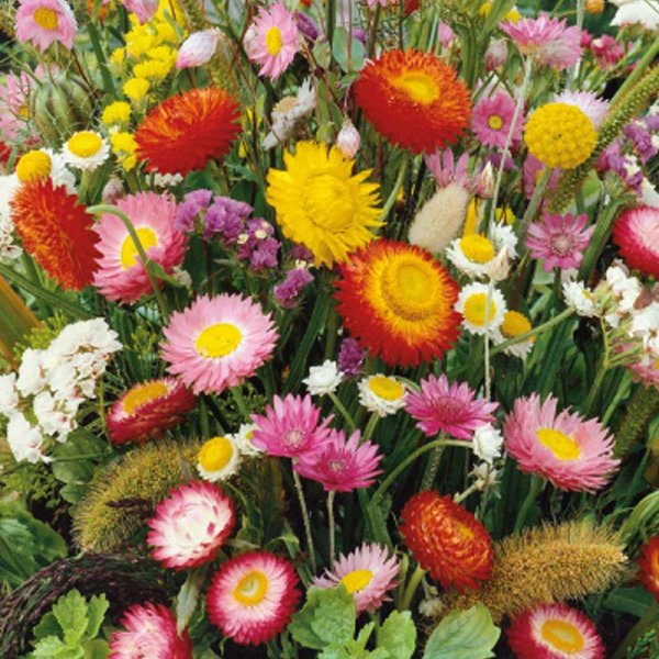 Flower Mix 'Everlasting'