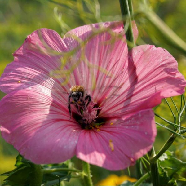 Annual Mallow 'Silver cup'