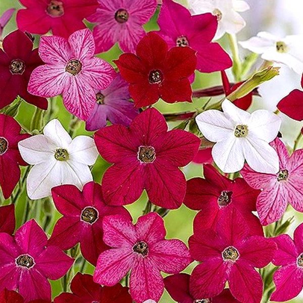 Flowering Tobacco 'Sensation'