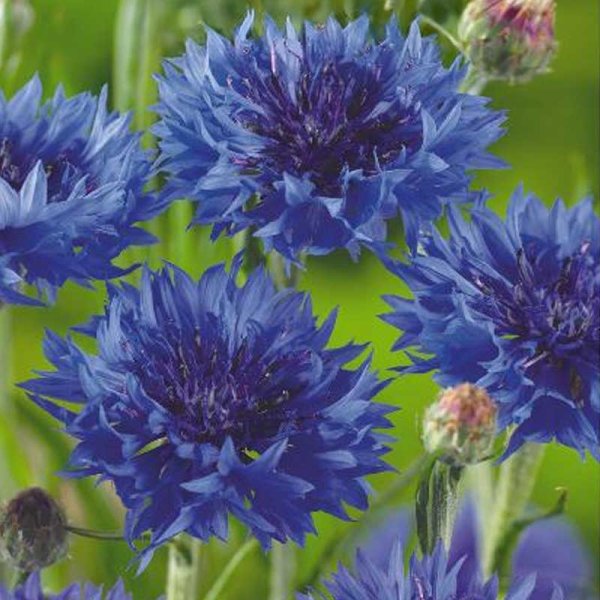 Cornflower 'Blue diadem'