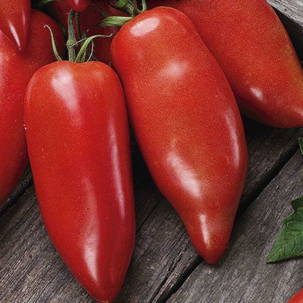 Tomato 'Belandine' H