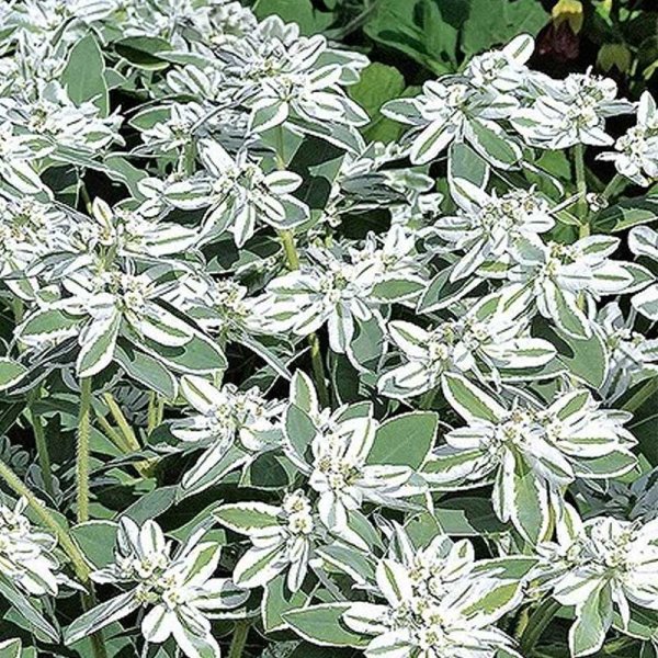 Variegated Spurge 'Mountain snow'