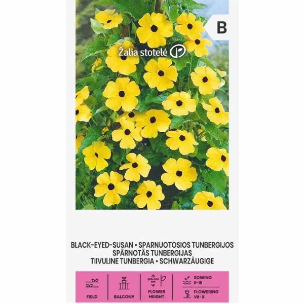 Black-eyed Susan