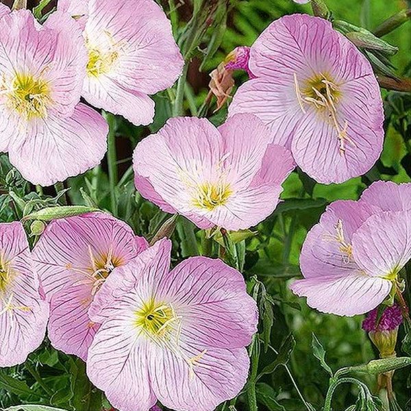 Evening Primrose pink