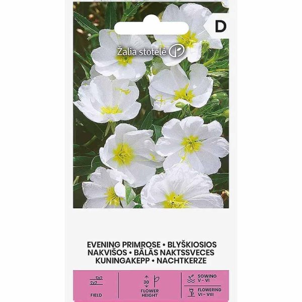 Evening Primrose white