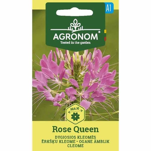 Cleome 'Rose queen'