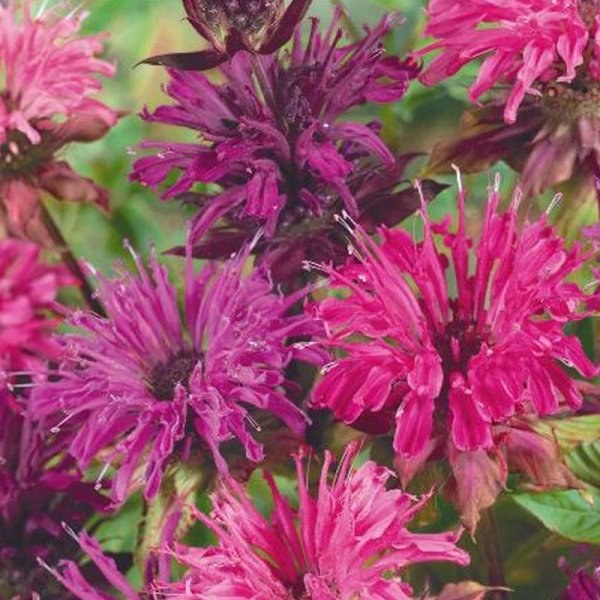 Red Bee Balm