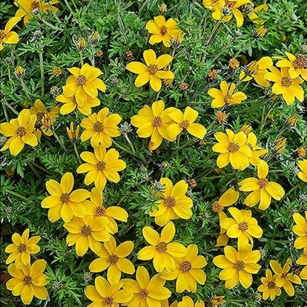 Trailing Bidens