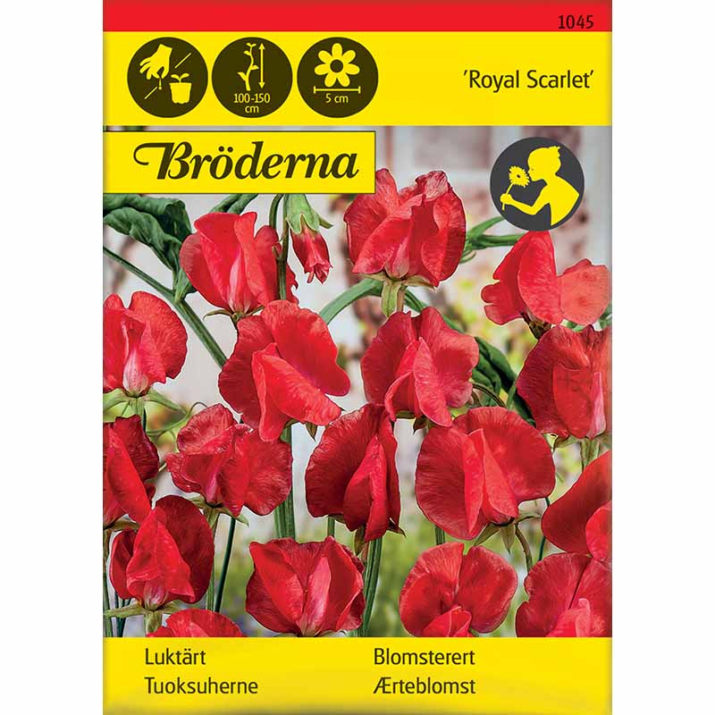 Sweet Pea 'Royal Scarlet'