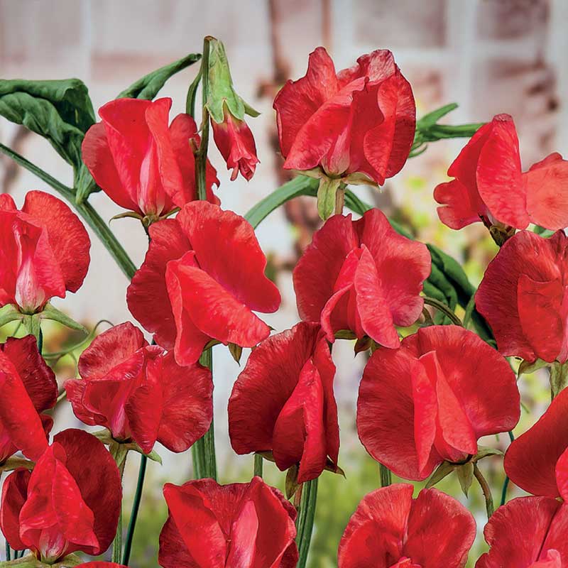 Sweet Pea 'Royal Scarlet'