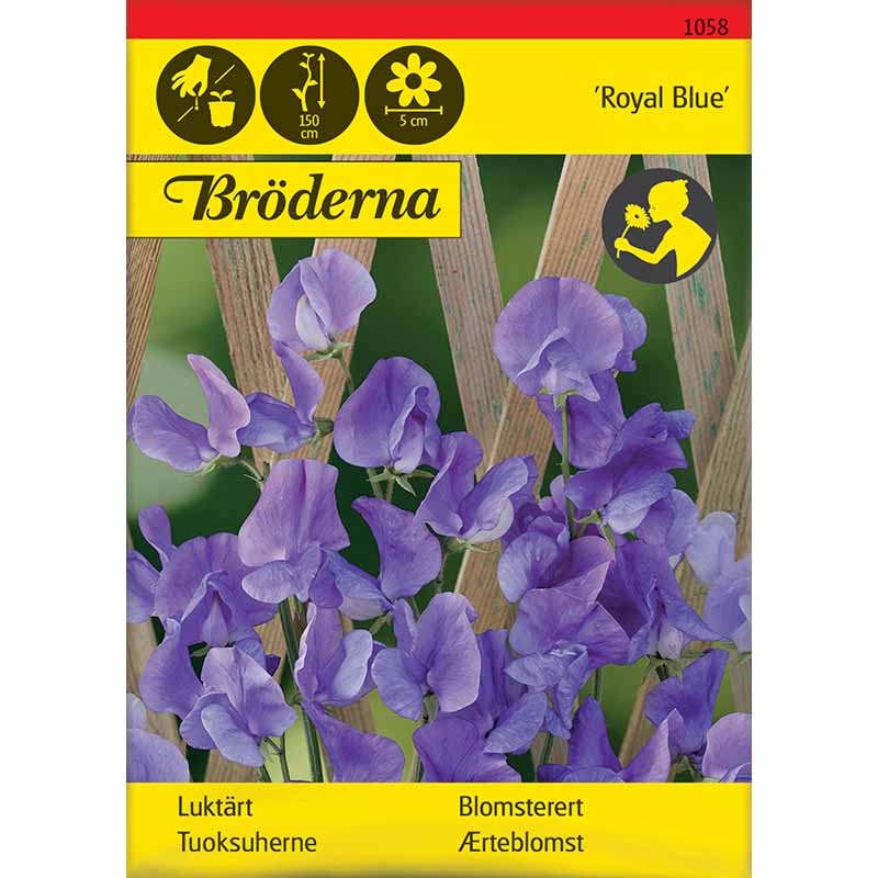 Sweet Pea 'Royal Blue'