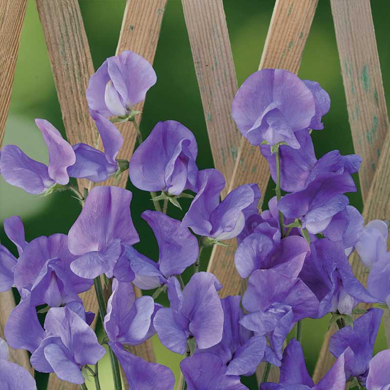Sweet Pea 'Royal Blue'