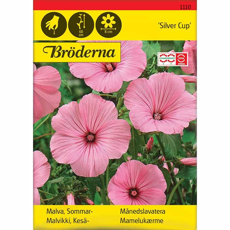 Annual Mallow 'Silver Cup'