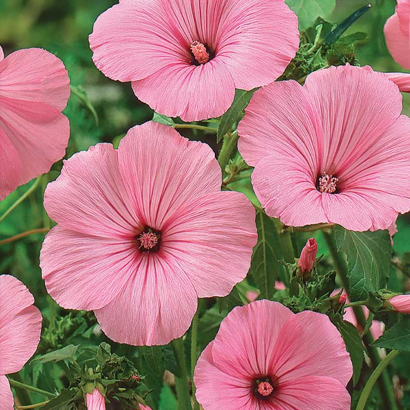 Annual Mallow 'Silver Cup'