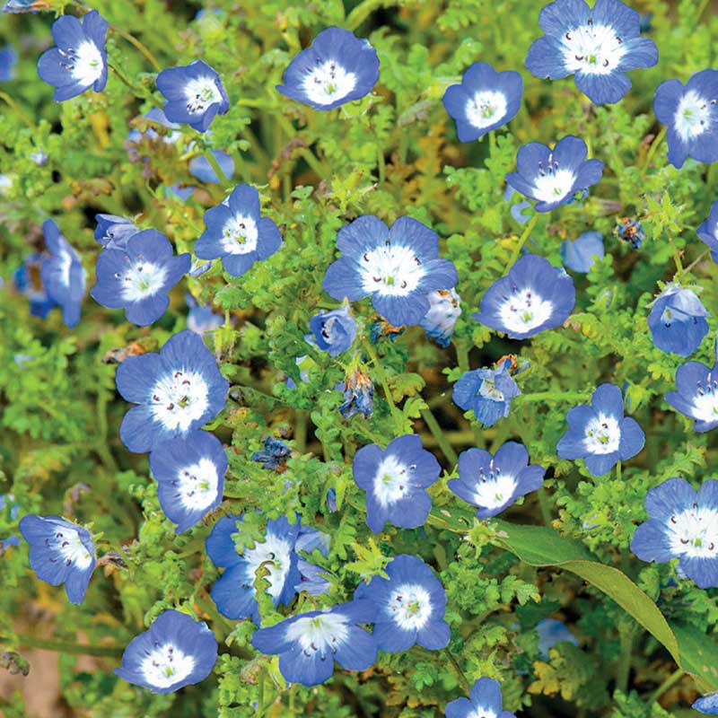 Prince Gustav’s Eye