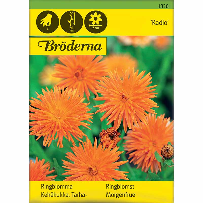 Pot Marigold 'Radio'