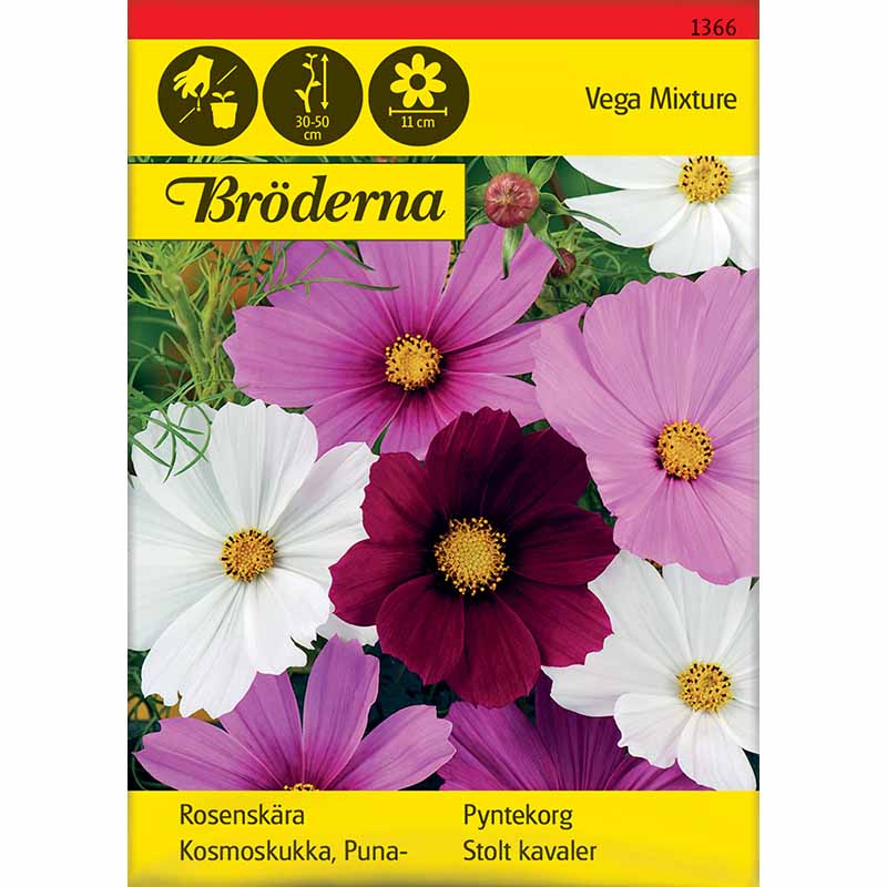 Cosmos 'Vega Mixture'