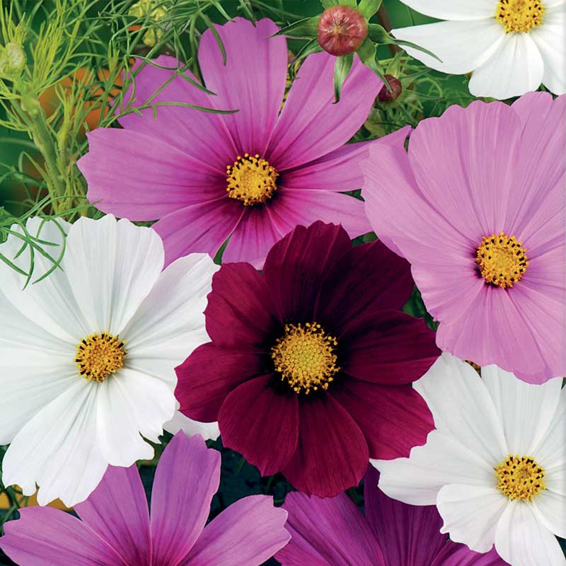 Cosmos 'Vega Mixture'