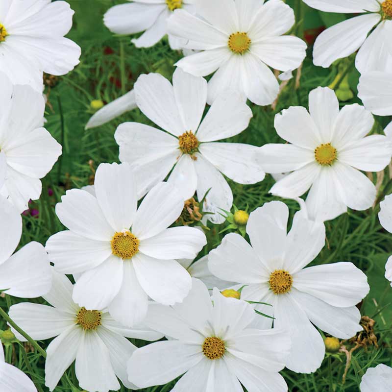 Cosmos 'Purity'
