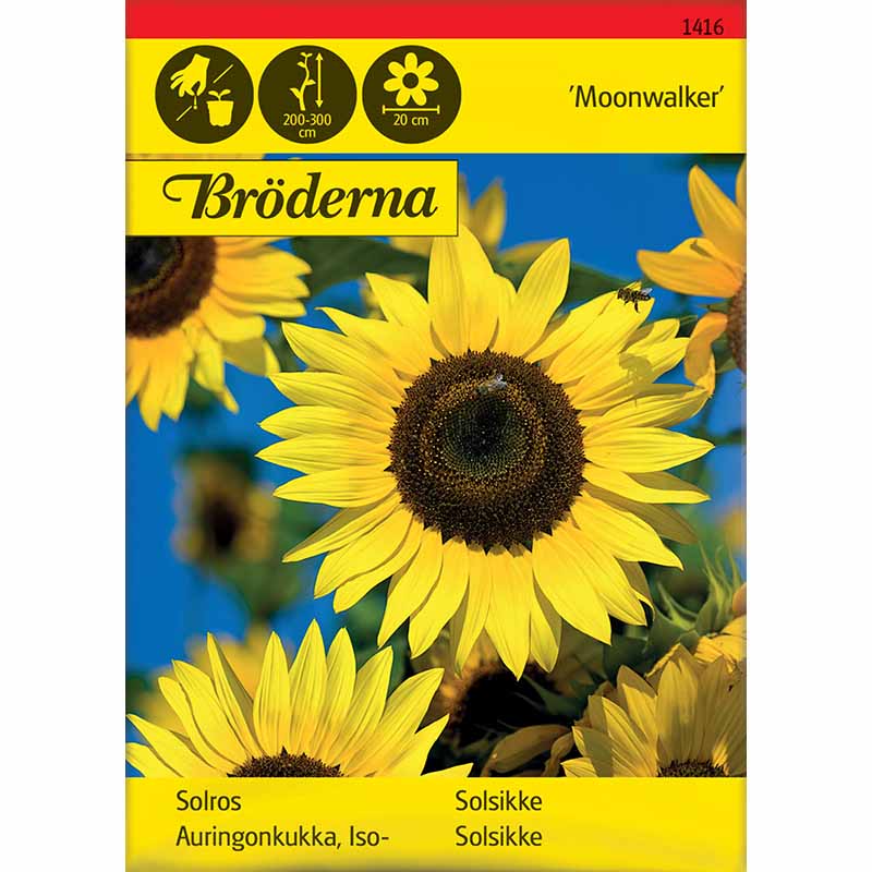 Sunflower 'Moonwalker'