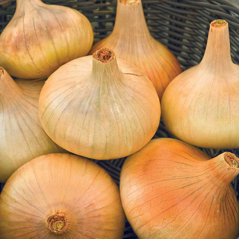 Yellow Onion 'Stuttgarter Riesen'