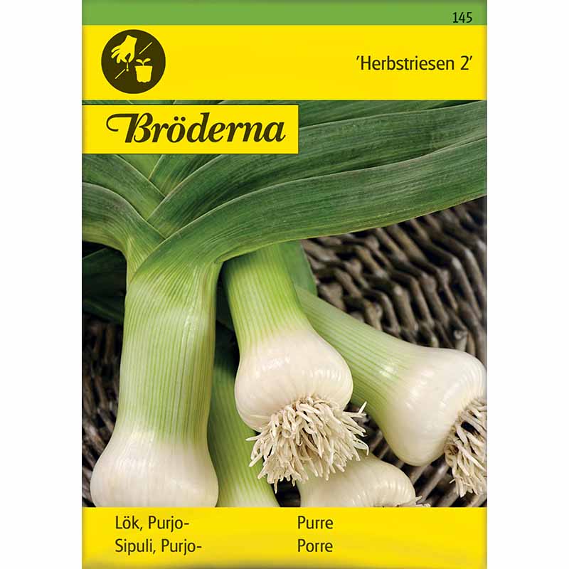 Leek 'Herbstriesen 2'