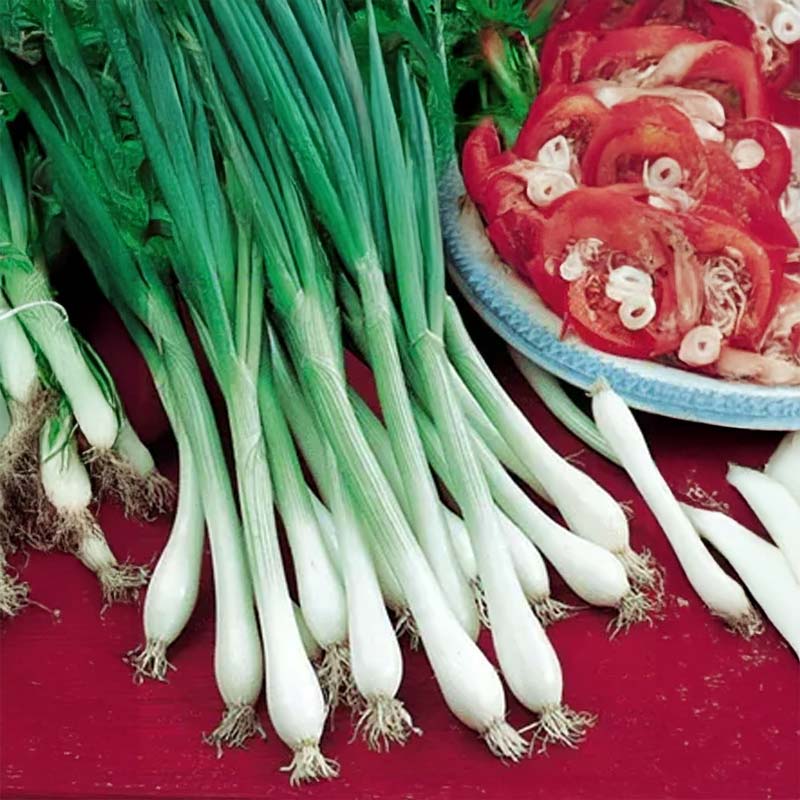 Spring Onion 'White Lisbon'