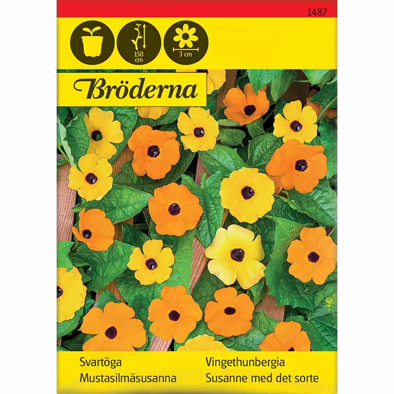 Black-Eyed Susan Mixed Colors