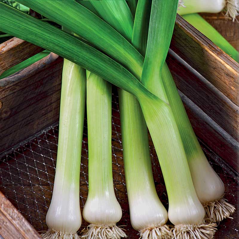 Leek 'Blaugrüner Winter'