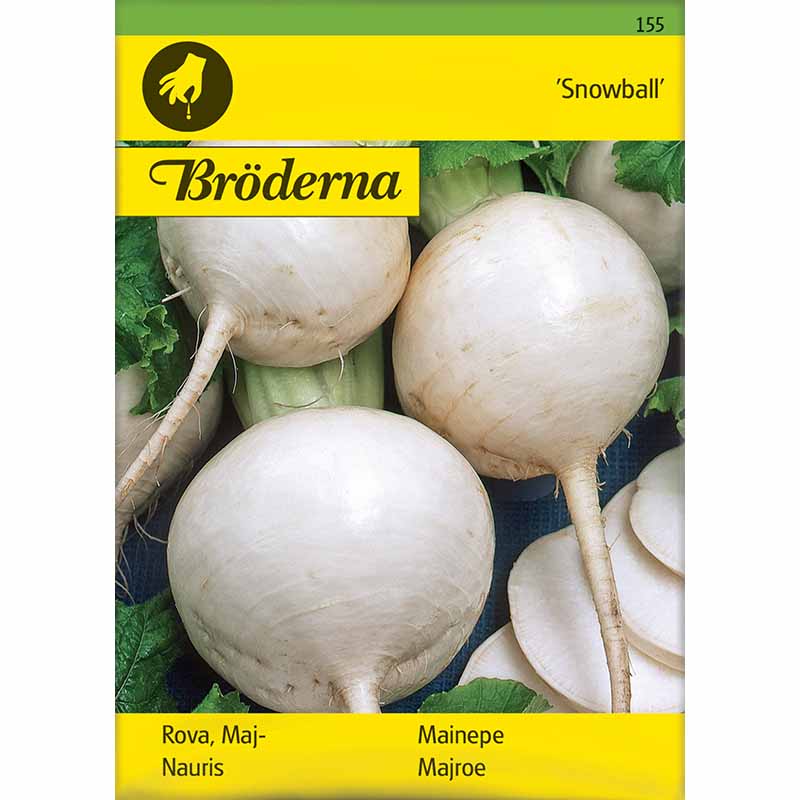 Turnip 'Snowball'