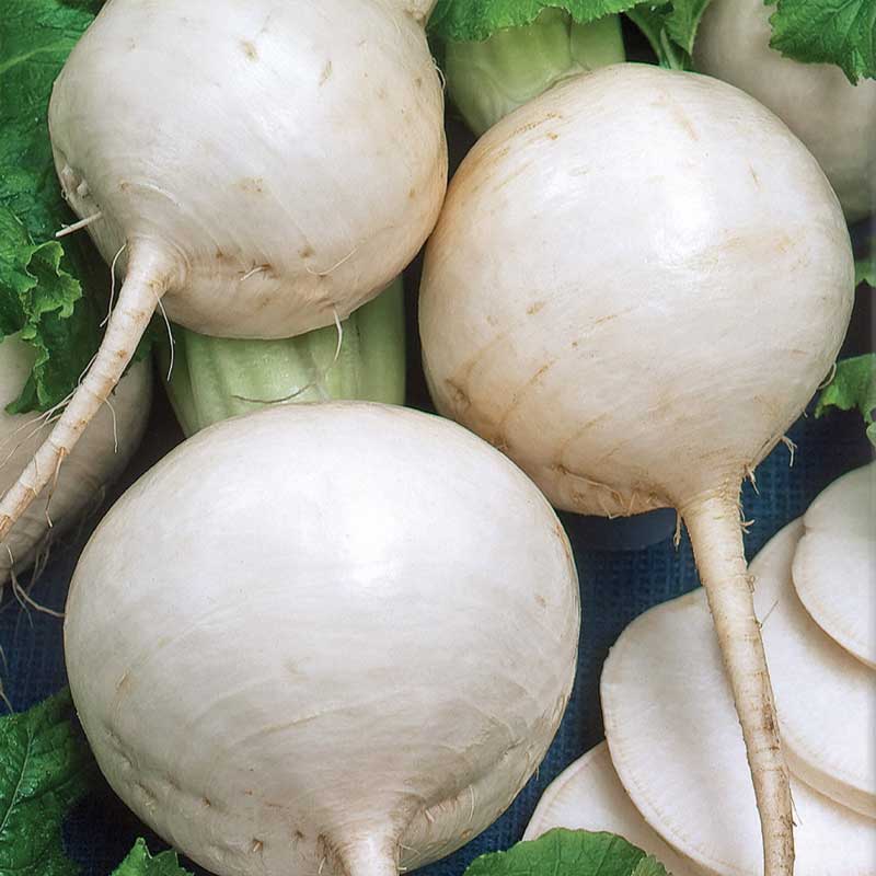Turnip 'Snowball'